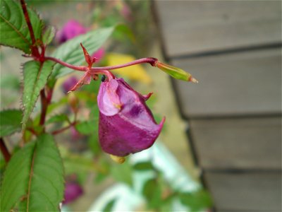 Impatiens glandulifera reuzenbalsemien photo