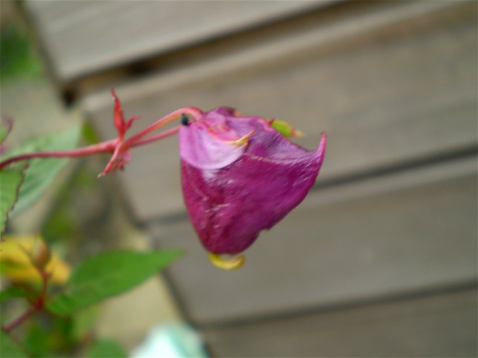 Impatiens glandulifera reuzenbalsemien