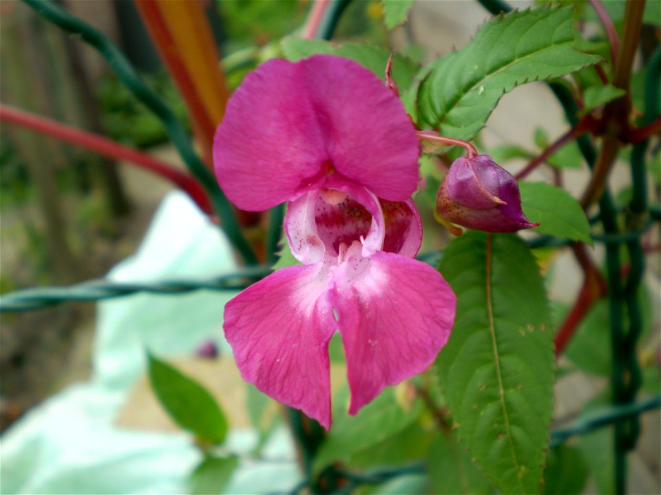 Impatiens glandulifera reuzenbalsemien
