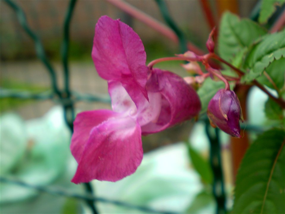 Impatiens glandulifera reuzenbalsemien