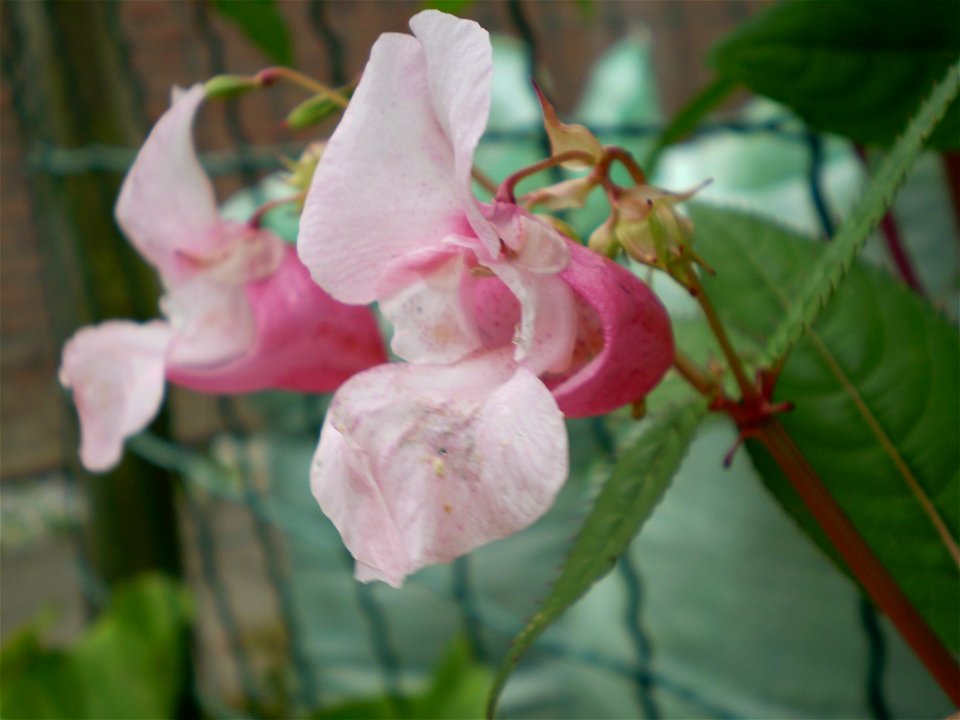 Impatiens glandulifera reuzenbalsemien