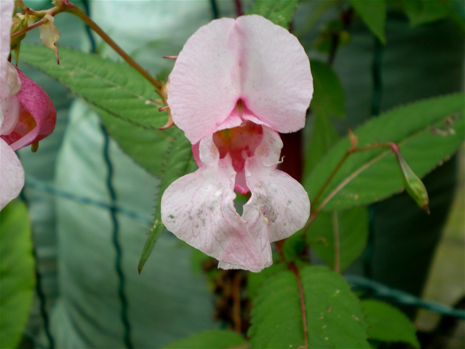 Impatiens glandulifera reuzenbalsemien