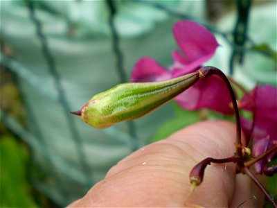 Impatiens glandulifera reuzenbalsemien