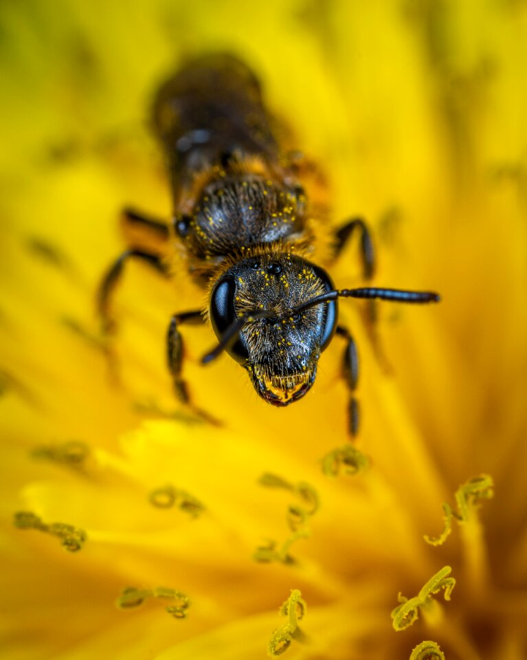 Bee macro dandelion