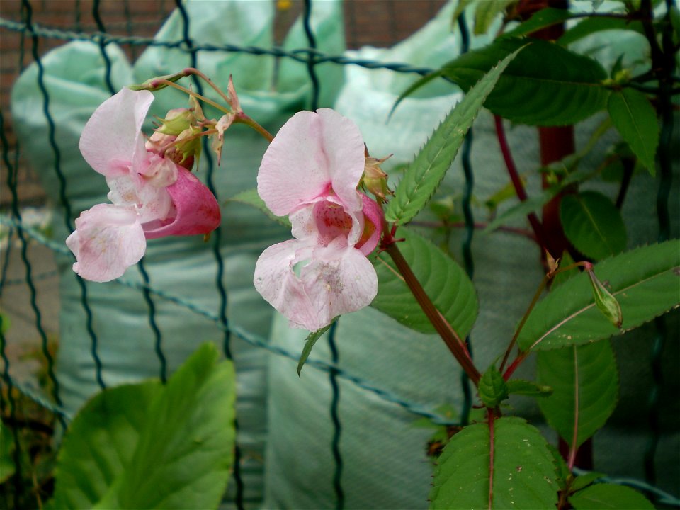 Impatiens glandulifera reuzenbalsemien photo