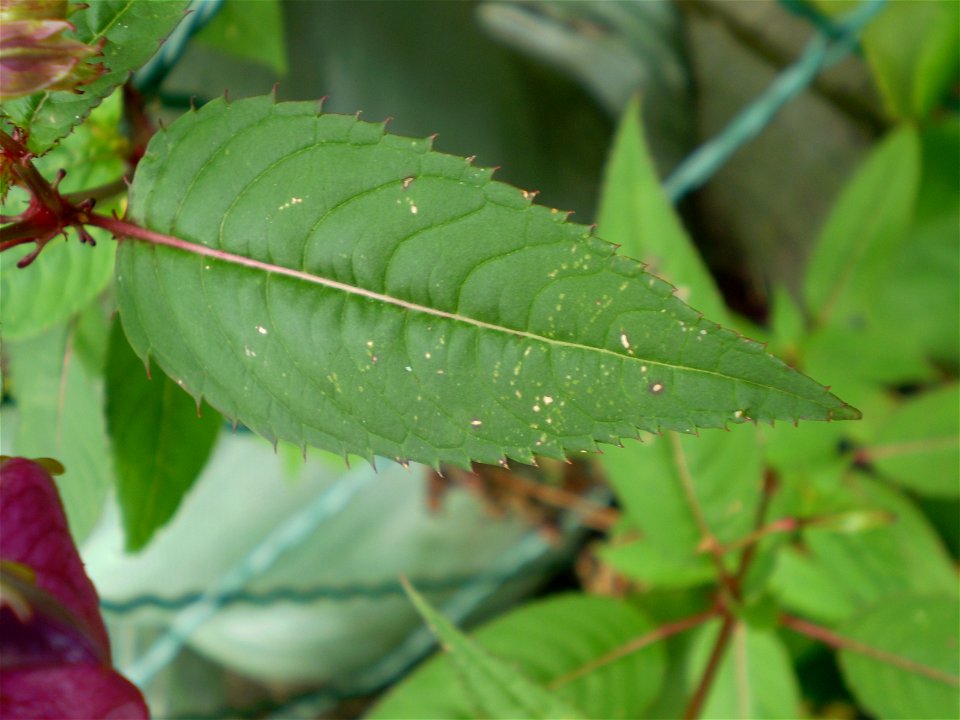 Impatiens glandulifera reuzenbalsemien