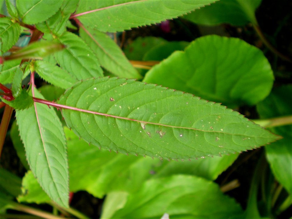 Impatiens glandulifera reuzenbalsemien
