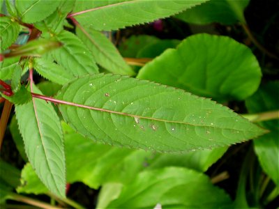 Impatiens glandulifera reuzenbalsemien