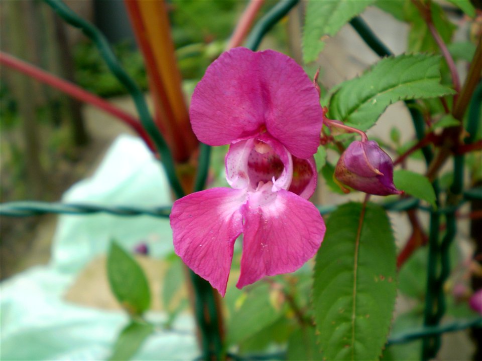 Impatiens glandulifera reuzenbalsemien