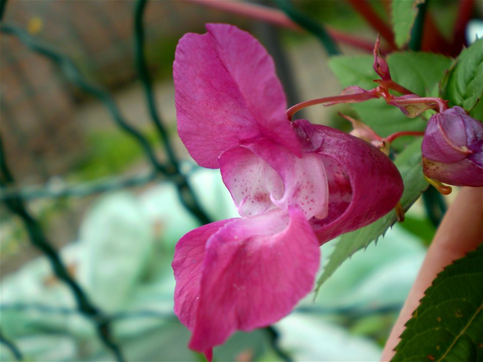 Impatiens glandulifera reuzenbalsemien