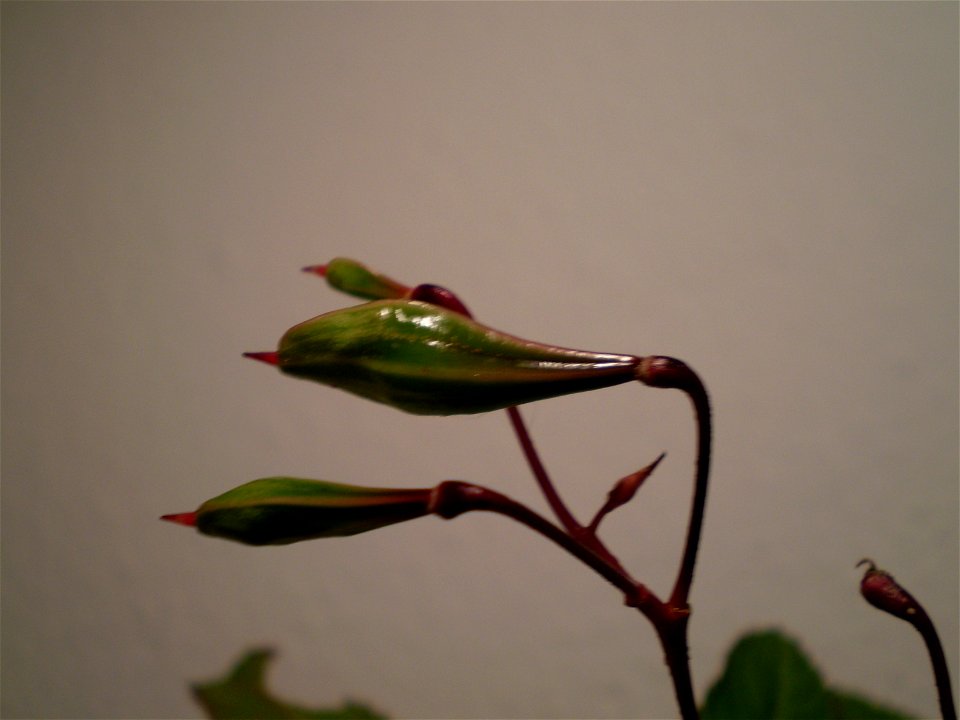Impatiens glandulifera reuzenbalsemien