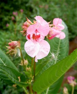 Brno Komín, near river Svratka, invasive plant, Impatiens glandulifera