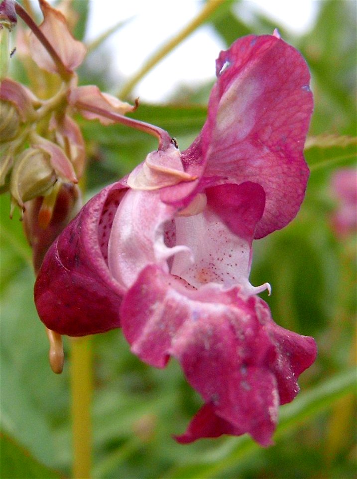 Brno Komín, near river Svratka, invazive plant, Impatiens glandulifera, invazivní rostlina