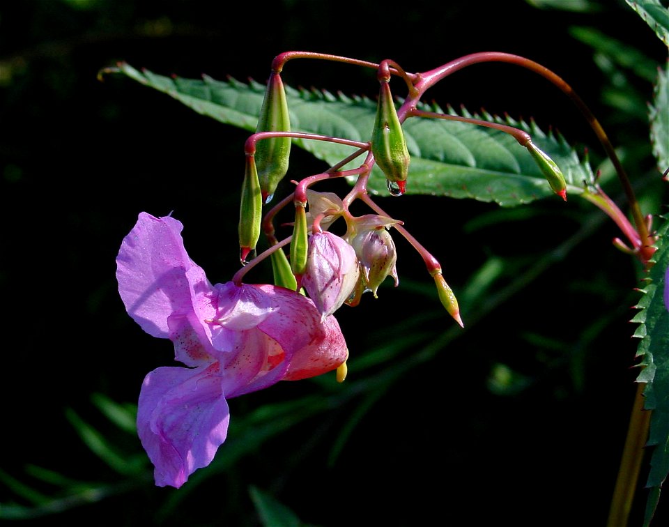 Himalayan Balsam photo