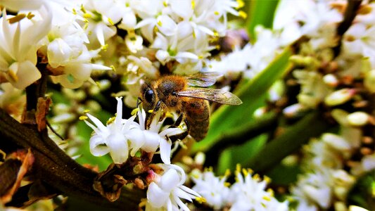 Bee insect outdoor photo