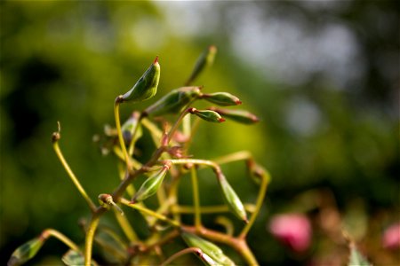 Fruits of Impatiens glandulifera photo