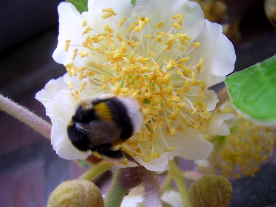 Actinidia deliciosa