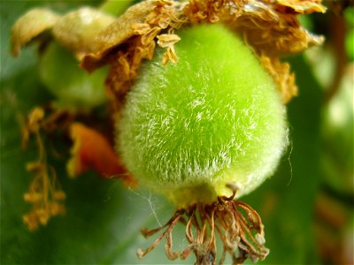 Actinidia deliciosa