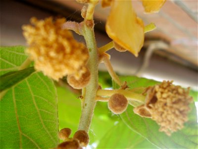 Actinidia deliciosa