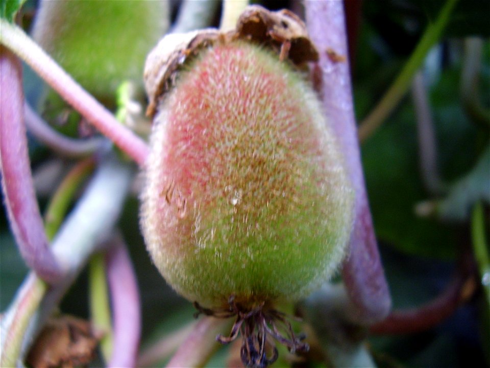 Actinidia deliciosa