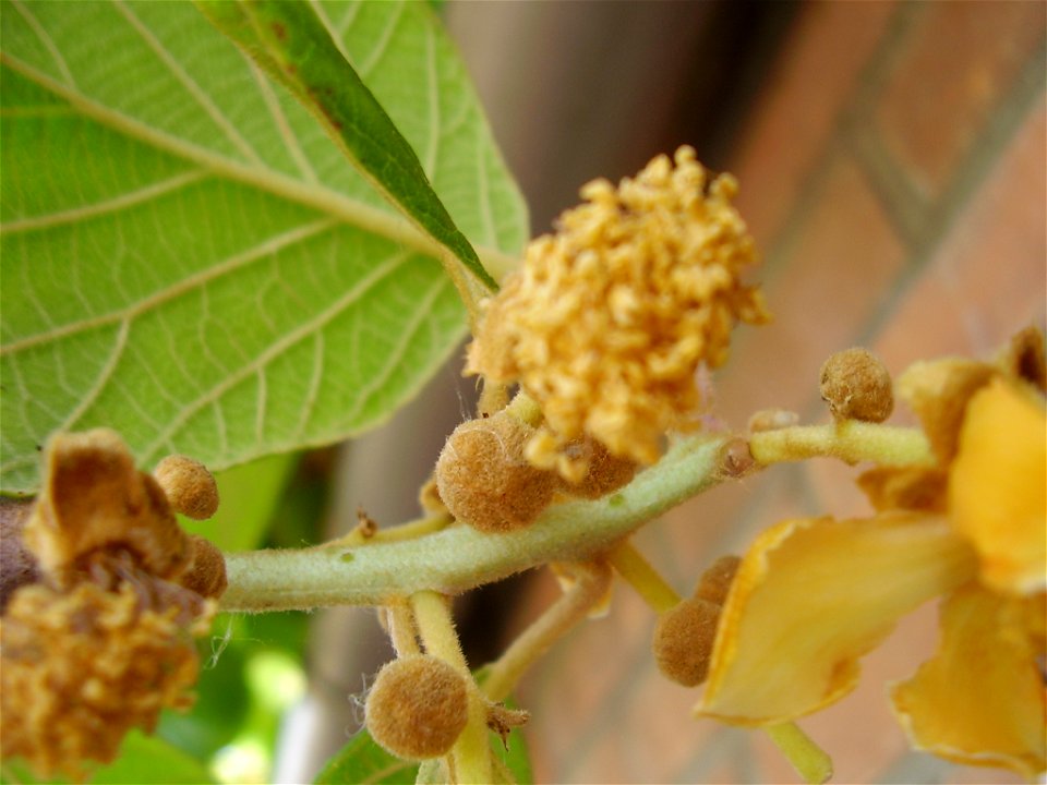 Actinidia deliciosa