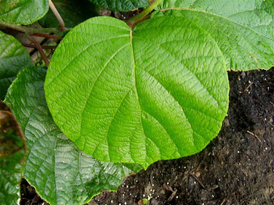Actinidia deliciosa