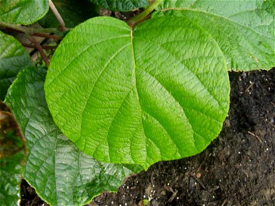 Actinidia deliciosa