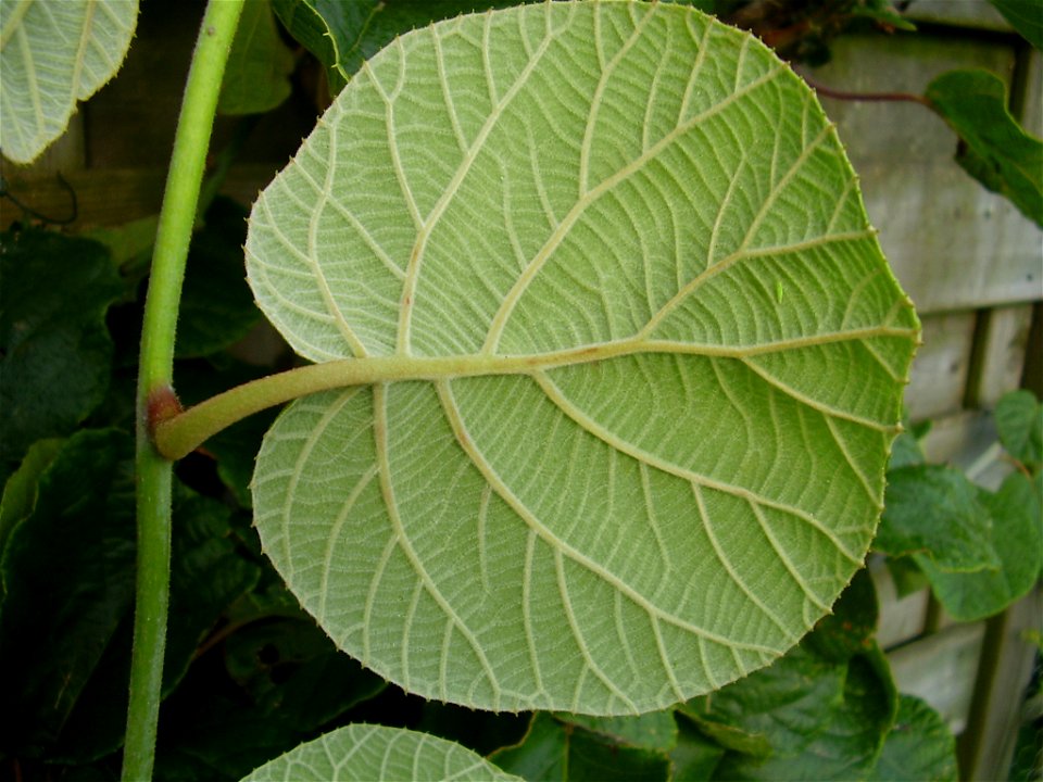 Actinidia deliciosa
