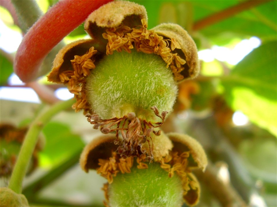 Actinidia deliciosa
