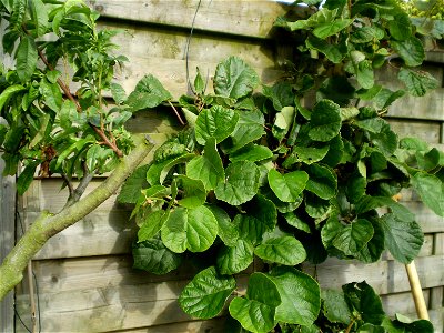 Foliage.