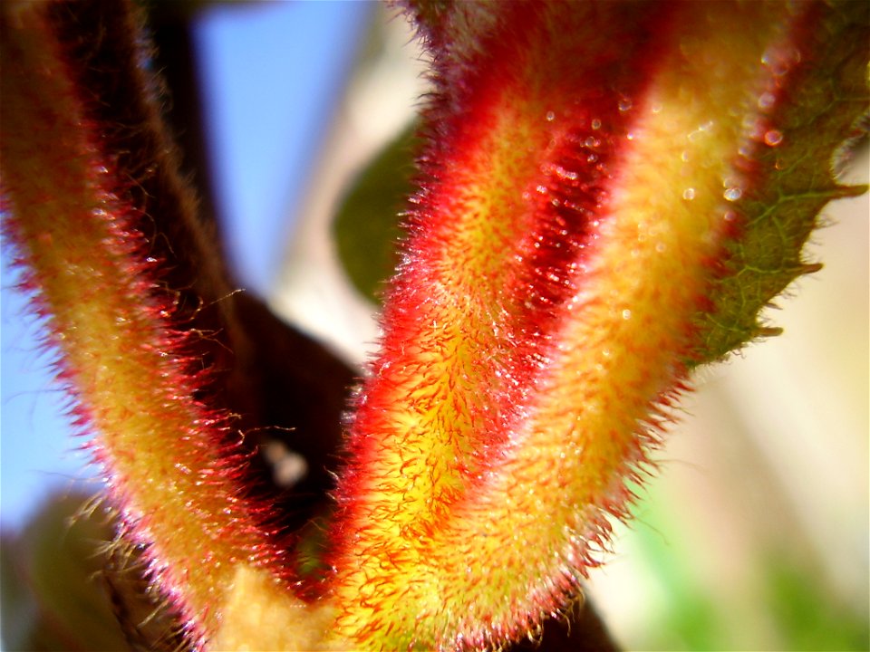Actinidia deliciosa