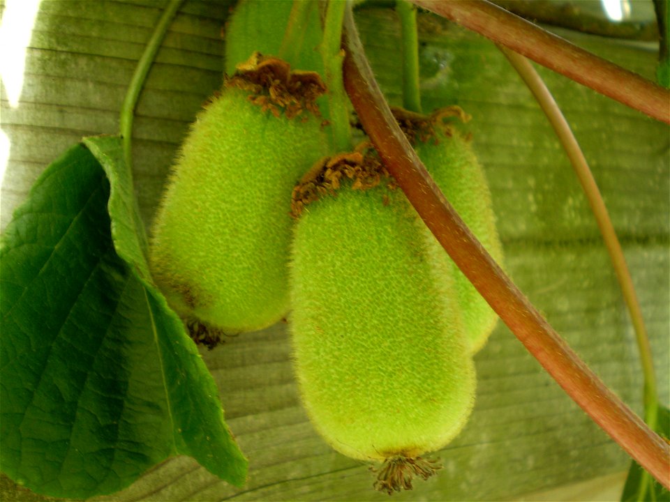Actinidia deliciosa