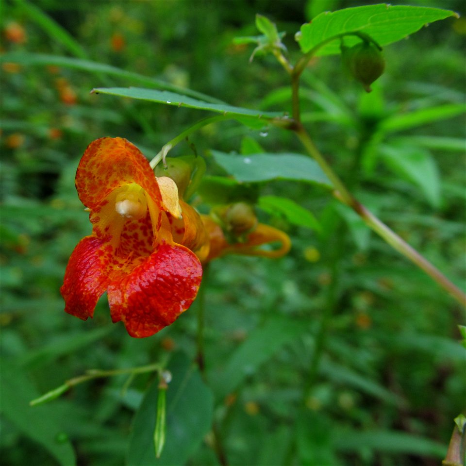 Orange Touch-Me-Not (Impatiens capensis) blooming in the Kane Woods Nature Area near Pittsburgh