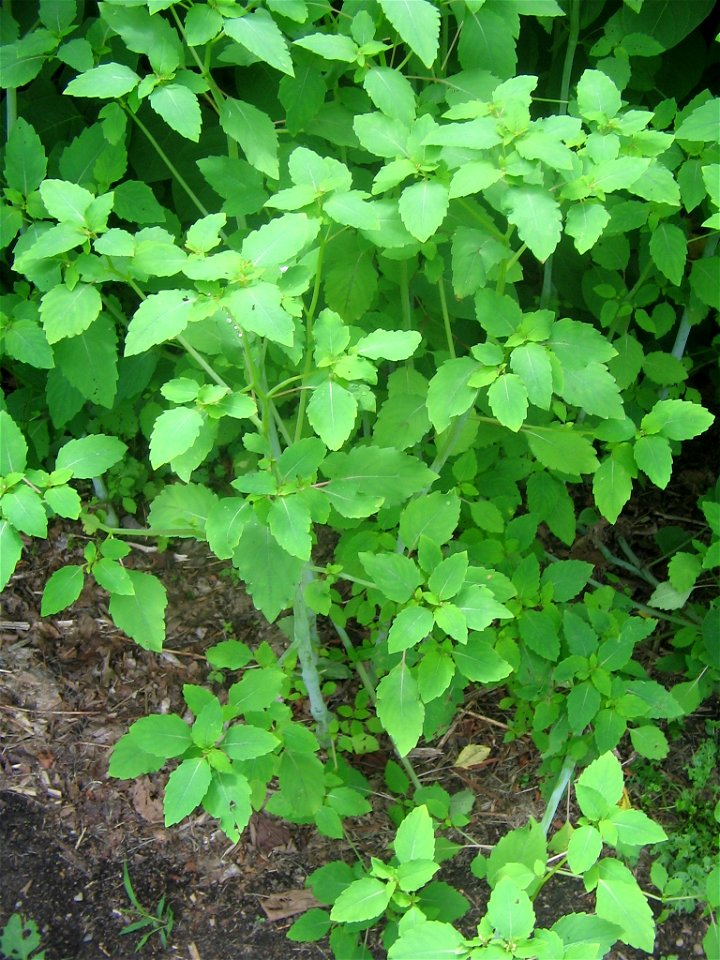 jewelweed impatiens capensis