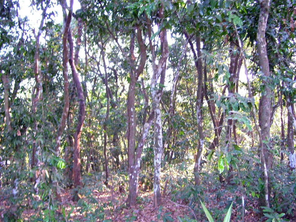 Ebony Tree Forest at Krishnapura (Karnathaka, India).