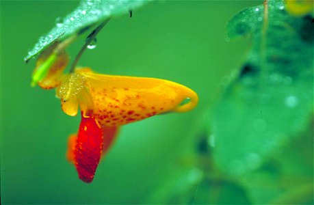 Image title: Spotted jewelweed plant impatiens capensis flower is yellow with red dots on it
Image from Public domain images website, http://www.public-domain-image.com/full-image/flora-plants-public-