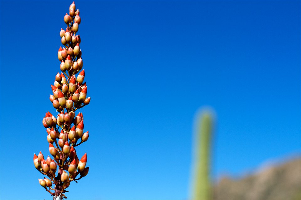 Looks like candy corn to me, but are seeds for new plants. And remember, just because the Ocotillo has spikes, it's not a cactus! Why? It has leaves... succulents (cacti) lack leaves. photo