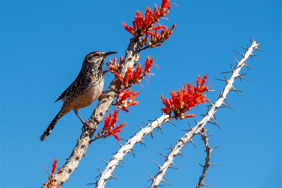 Cactus Wren on Ocotillo