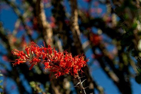 NPS / Alessandra Puig-Santana

alt text: red flowers grown atop of the spiny green stems of an ocotillo plant against a blue sky.