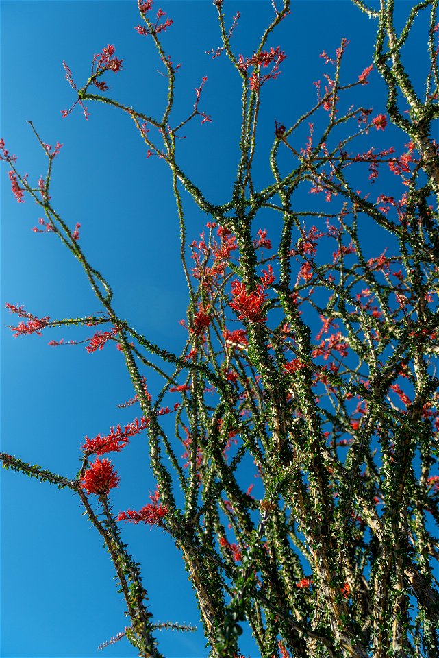 NPS / Alessandra Puig-Santana

alt text: red flowers grown atop of the spiny green stems of an ocotillo plant against a blue sky.