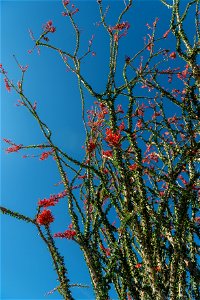 NPS / Alessandra Puig-Santana alt text: red flowers grown atop of the spiny green stems of an ocotillo plant against a blue sky. photo
