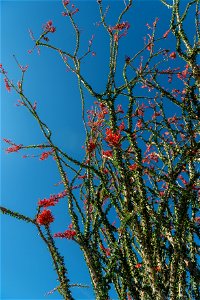 NPS / Alessandra Puig-Santana

alt text: red flowers grown atop of the spiny green stems of an ocotillo plant against a blue sky.