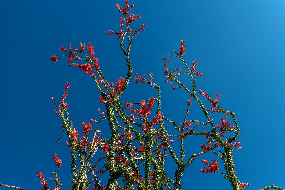 NPS / Alessandra Puig-Santana alt text: red flowers grown atop of the spiny green stems of an ocotillo plant against a blue sky. photo