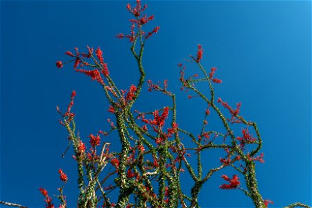 NPS / Alessandra Puig-Santana alt text: red flowers grown atop of the spiny green stems of an ocotillo plant against a blue sky. photo