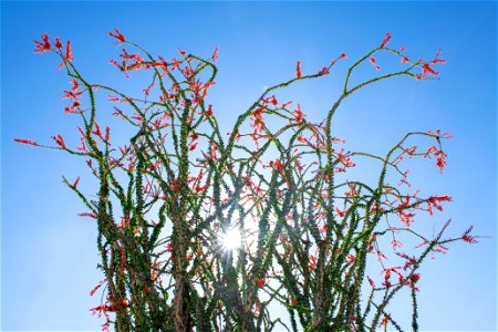 NPS / Emily Hassell Alt text: Red flowers grow atop spindly green stems of an ocotillo against a blue sky. photo