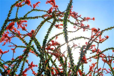 NPS / Emily Hassell Alt text: Red flowers grow atop spindly green stems of an ocotillo against a blue sky. photo