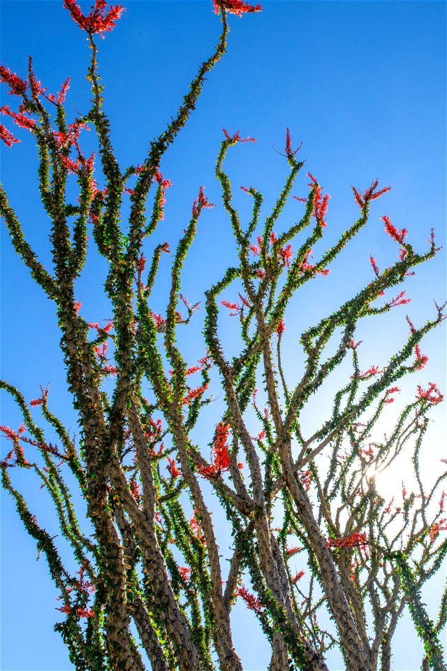 NPS / Emily Hassell Alt text: Red flowers grow atop spindly green stems of an ocotillo against a blue sky. photo