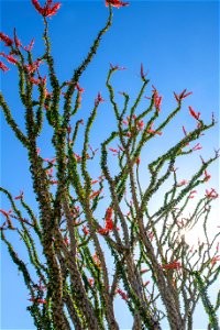 NPS / Emily Hassell

Alt text: Red flowers grow atop spindly green stems of an ocotillo against a blue sky.