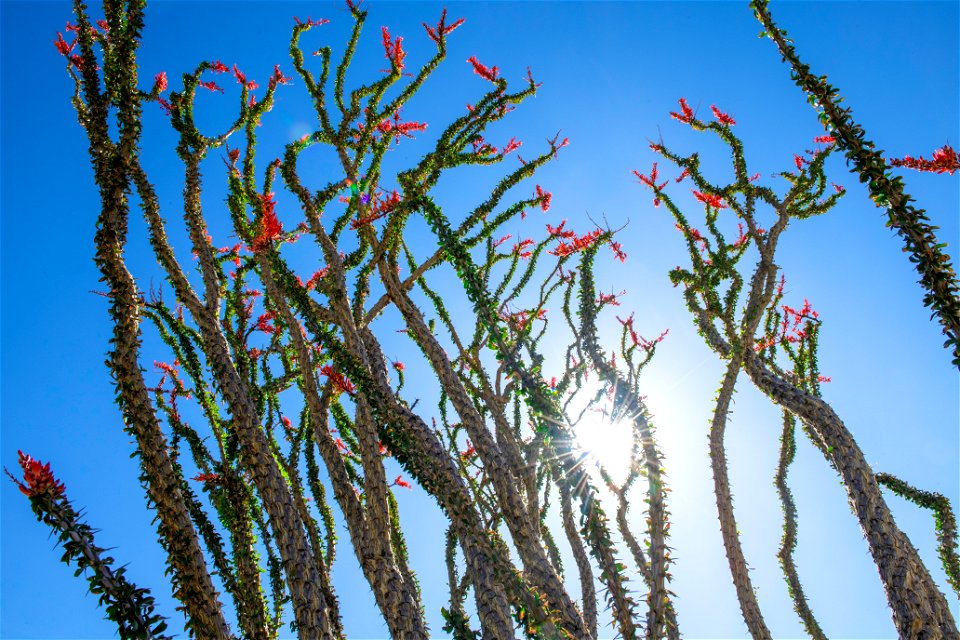 NPS / Emily Hassell Alt text: Red flowers grow atop spindly green stems of an ocotillo against a blue sky. photo