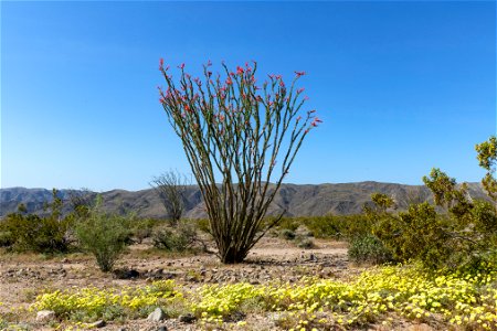NPS / Emily Hassell Alt text: A lone ocotillo (Fouquieria splendens) grows surrounded by yellow flowers and against a backdrop of mountains and blue skies. photo
